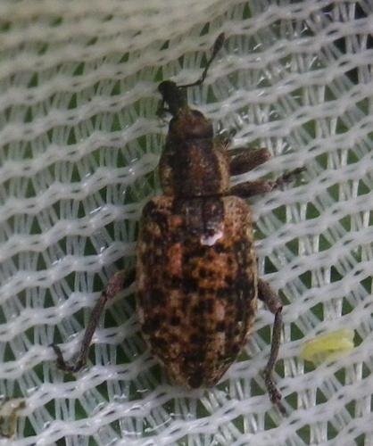 Hypera conmaculata